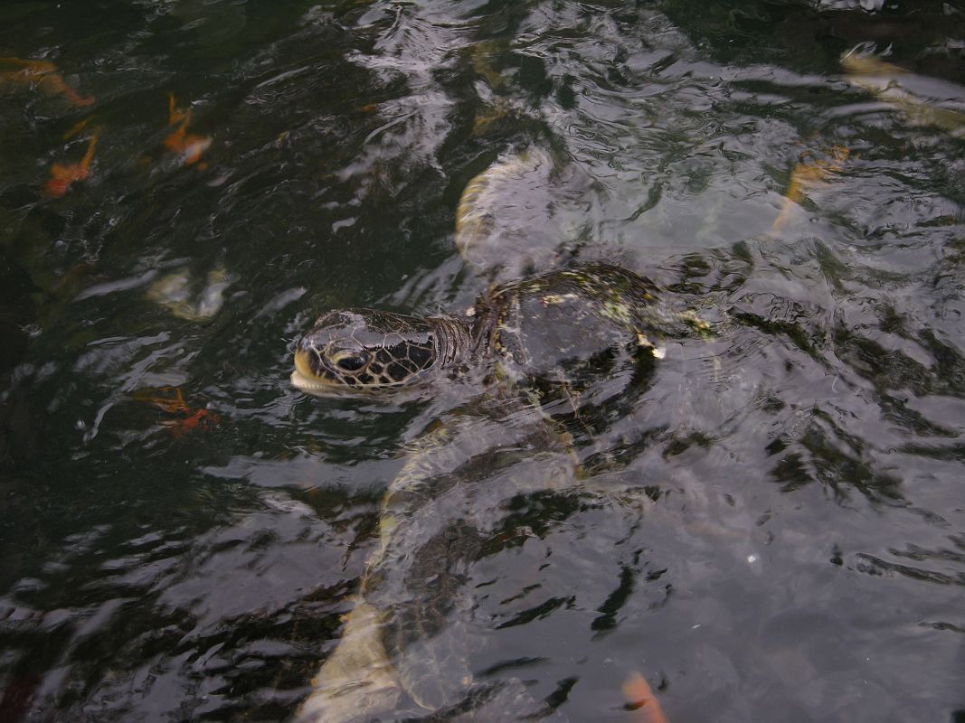 Singapore 04 03 Sentosa Island Underwater World Aquarium Feeding Turtles